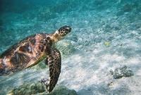 We saw 4 turtle on this day!