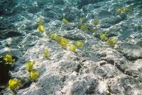 A school of Tang