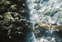 An eel