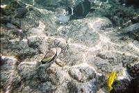 Humuhumu-Nukunuku-Apua'a (The Hawaii State fish)