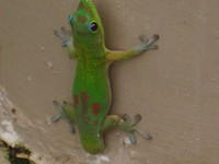 "Stubby" the gecko