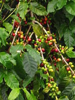 Coffee plants