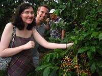We got to pick and eat a coffee cherry which is the outer fruit.  Yummy!