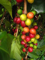 Coffee cherries