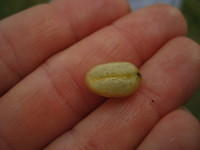 Inside the cherry is the coffee bean.  We learned all about how they select, harvest, and process the beans.