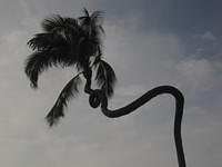 Corkscrew palm tree