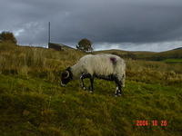 The sheep are spray painted with different colors for identification
