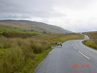 The sheep just roam where ever they want