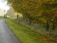 Why did the pheasant cross the road?