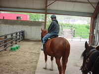 Mickey on his big moody horse