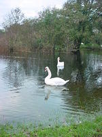 The horses trotted along trails covered by several feet of water