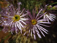Desert Aster