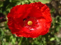 IMG_1187.JPG