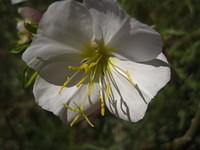 Cutleaf Evening Primrose