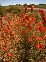 Desert Apricot Mallow