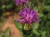 IMG_1271.JPG