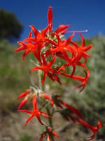 Western Scarlet Gilia