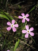 Spreading Phlox