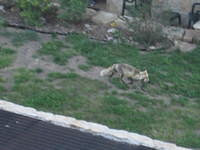 We watched a red fox from our balcony