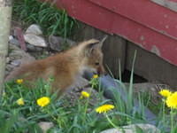 There was a mother with three kits near the Tavern in downtown Breckenridge.