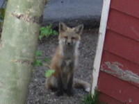 The foxes had a den under the old red building.