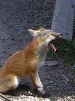 Big yawn for the baby fox.