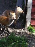 The young foxes are hanging out near their den waiting for mamma to return.