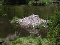 Beaver dam