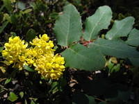 Creeping Hollygrape