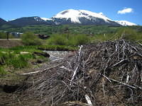 Another beaver dam
