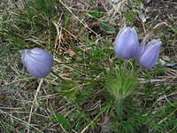 American Pasqueflower