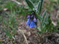 Lanceleaf Chimingbells