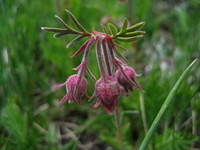 Pink Plumes