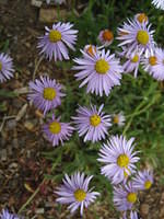 Aster