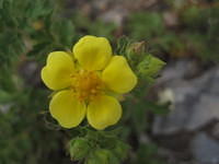Cinquefoil