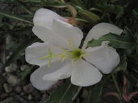 Evening Primrose