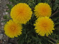 Colorado has the most beautiful dandelions I've ever seen.