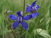 Nelson Larkspur