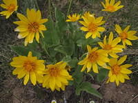 Balsam root