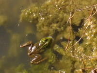 Desert Toad