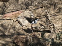 IMG_2678.jpg