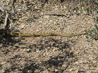 IMG_2681.jpg