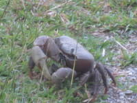 lots of large land crabs