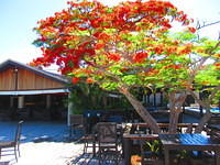 Love these red blossoming trees.  They call them the Christmas tree because they only bloom between Christmas and New Years.