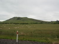 Sheep, sheep everywhere!!!