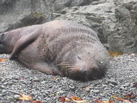 Good morning seal!
