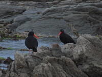 Oyster catchers