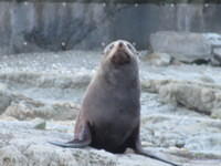 Lots of seals