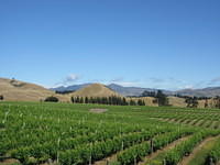 Vineyards in the Marlborough Region.