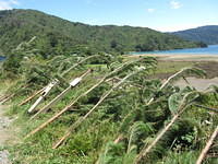 This is the New Zealand version of a Christmas tree.
